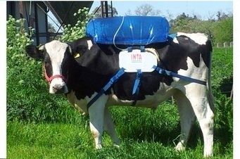 Vaca com mochila, INTA, Argentina