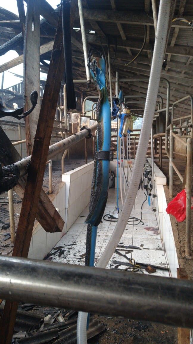 incendio produtores de leite