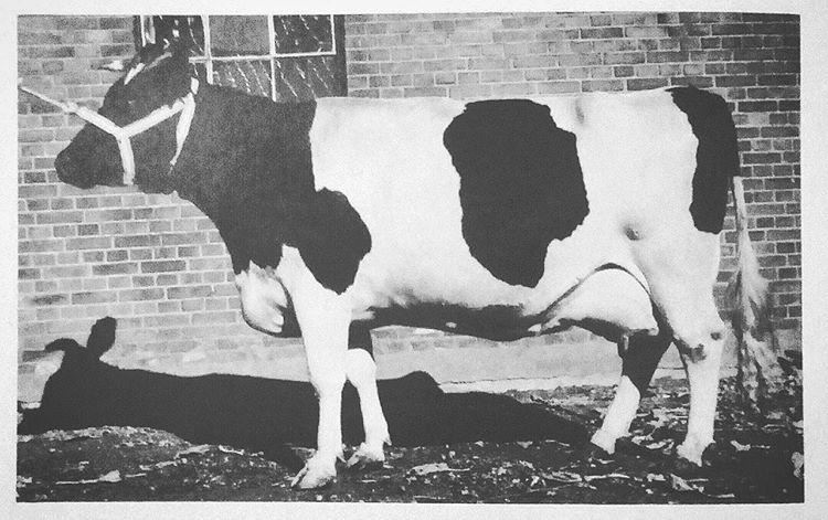 historia da raça holandesa vacas leite