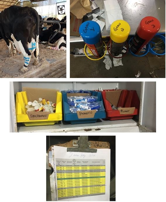 Gatilhos visuais para auxiliar na identificação de vacas em tratamento de mastite