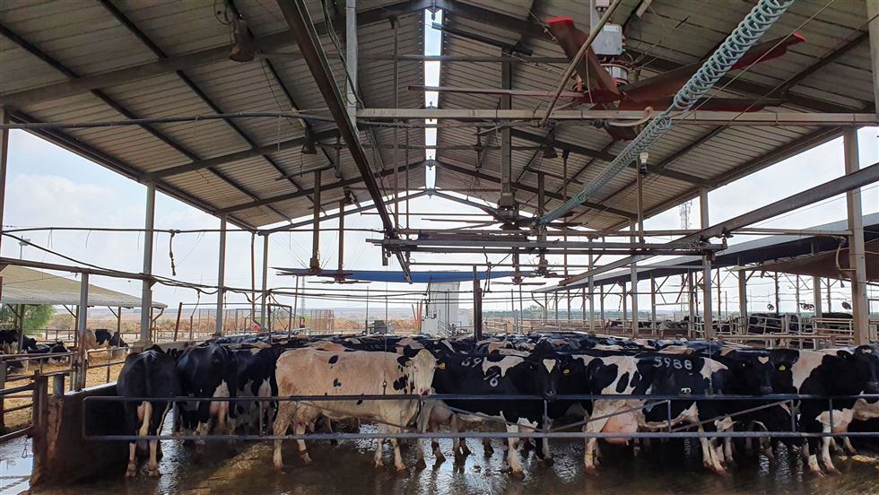 sala de resfriamento vacas leiteiras