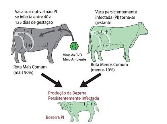 transmissão da BVD em bovinos