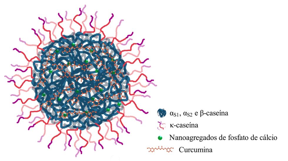 1 - Representação da micela de caseína e da formação de complexo entre a caseína micelar 