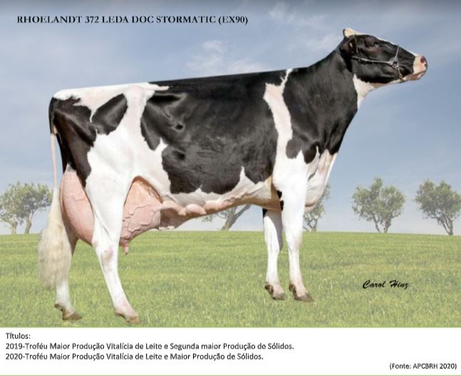 vaca quebra recorde de produção no brasil 