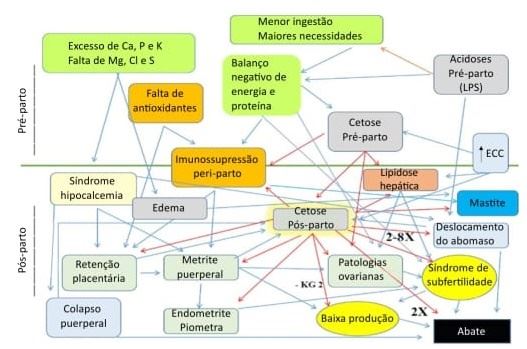 Interconexões de patologias metabólicas