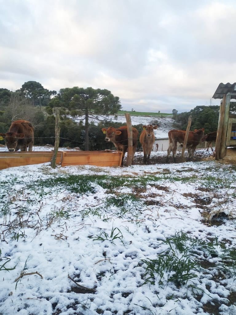 neve em propriedade leiteira SC 