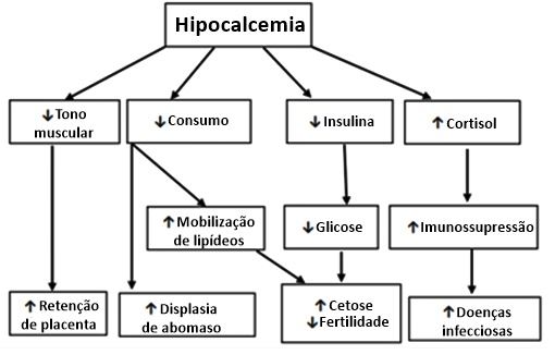 Relação entre hipocalcemia e outras desordens metabólicas