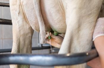 Terapia seletiva de vaca seca