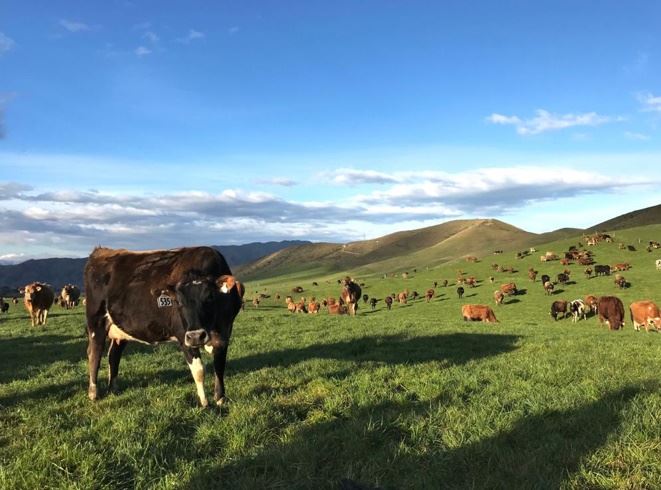 vacas nova zelandia