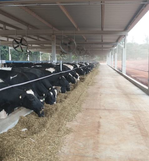 vacas em compost barn