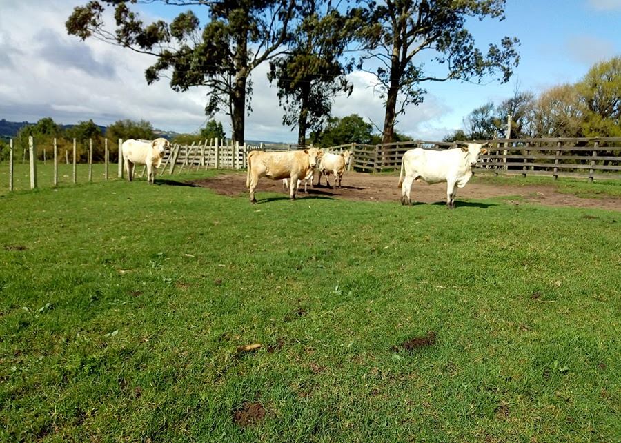 controle de carrapato sem carrapaticida