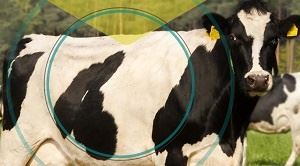 Doenças respiratórias em bovinos