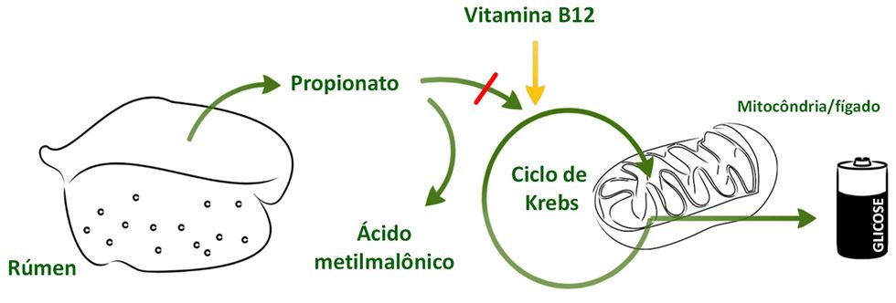 A participação da vitamina B12 na formação de glicose no ruminante 