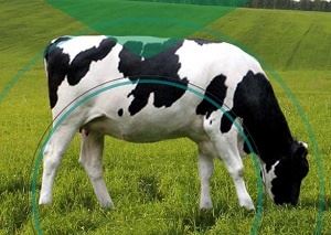 Problemas de cascos em bovinos