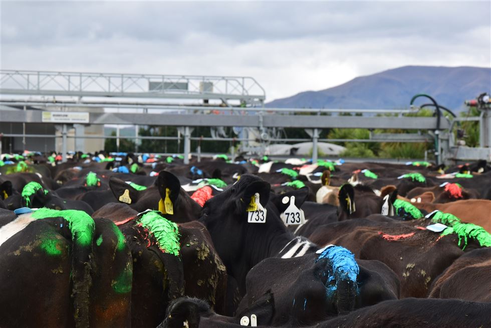 manejo reprodutivo de vacas nova zelandia
