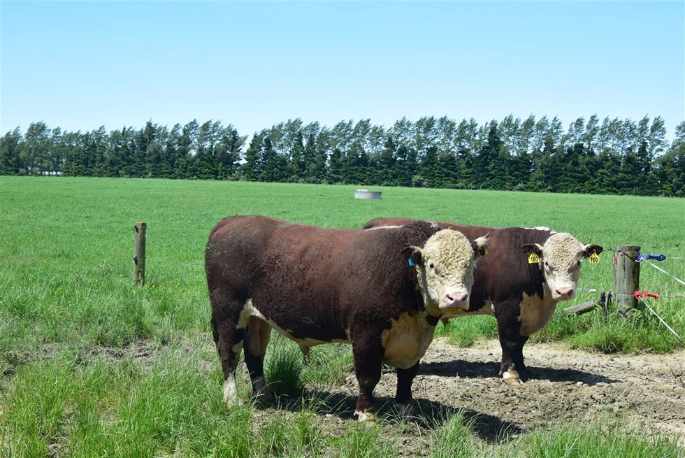 touros reprodução nova zelandia
